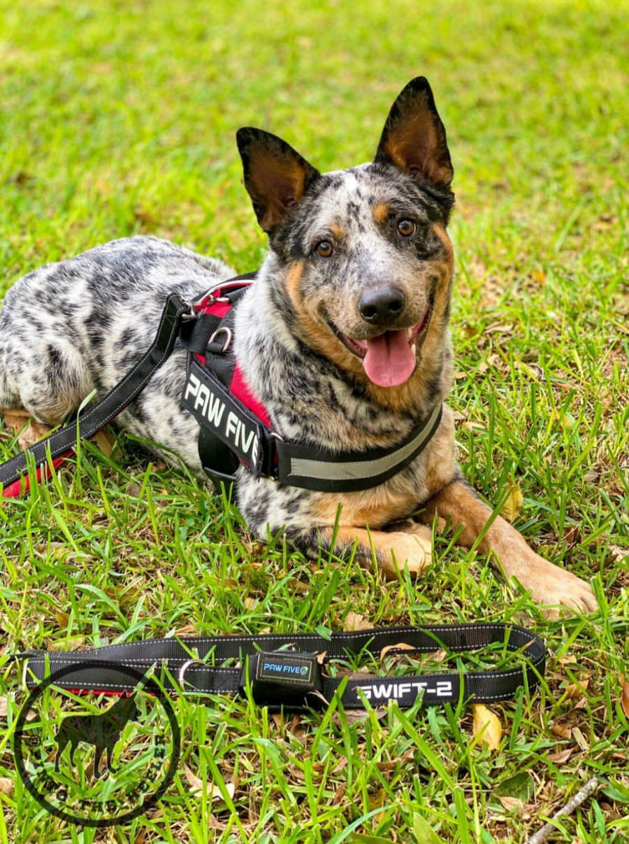 Dog Leash | Paw Five SWIFT-2 Dog Leash 6 Foot for Walking, Hiking and Running