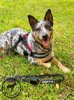 Dog Leash | Paw Five SWIFT-2 Dog Leash 6 Foot for Walking, Hiking and Running