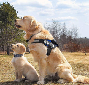 No Pull Harness That Makes Walks Easier