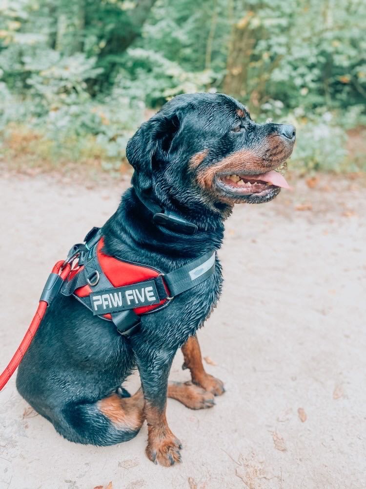 Easy Walk Harness - Get Those Walks Back on Track at Paw Five