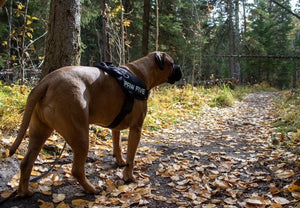 Big Dog Harness | Harness For Large Breed Dogs at Paw Five