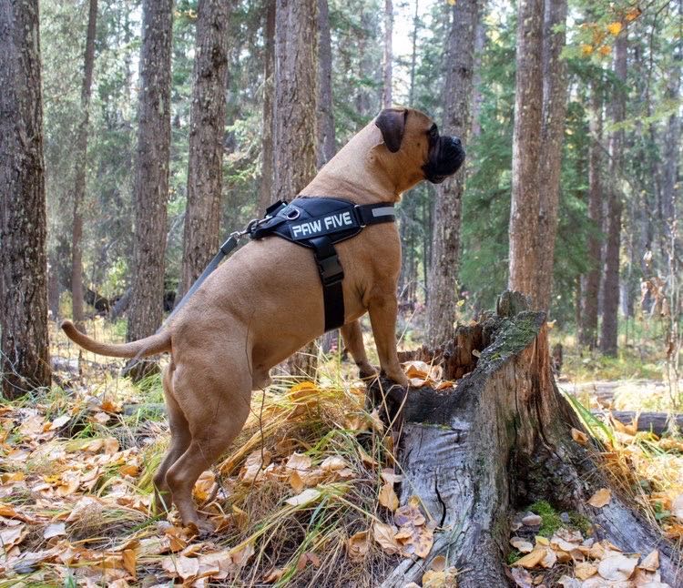Dog Harness for Large Breeds: Big Dog Harness | Paw Five.com