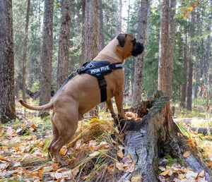 Dog Harness for Large Breeds: Big Dog Harness | Paw Five.com