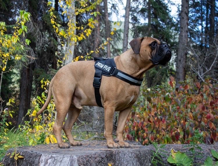 Heavy Duty Dog Harness | Choose the Best Harness For Your Dog
