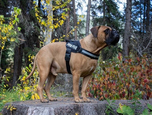 Heavy Duty Dog Harness | Choose the Best Harness For Your Dog