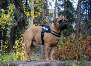 The Best Big Dog Harness of 2020 | Paw Five