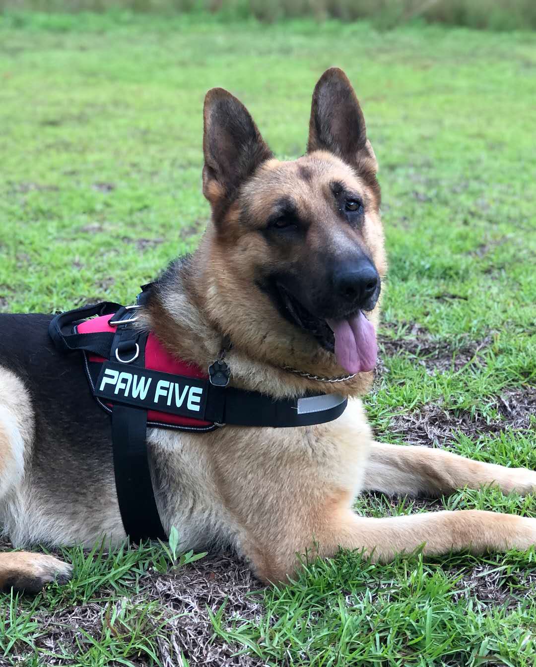 Dog Harness | The Best Daily Use Dog Harness by Paw Five™