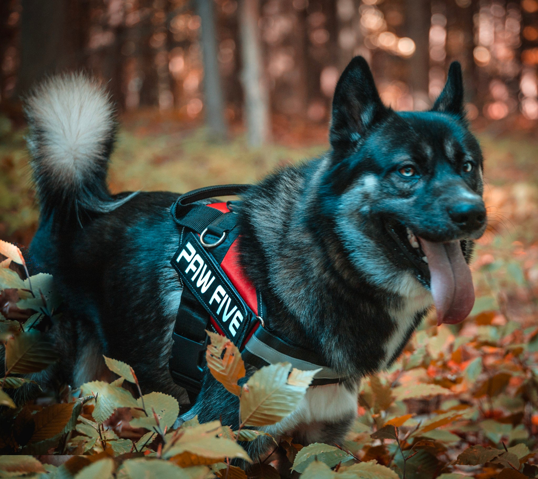 Easy Walk Harness | The Best Dog Harnesses | Paw Five™
