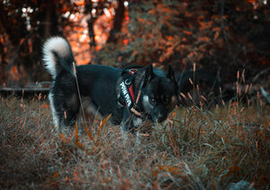 Dog Harnesses: The Best Dog Harness | Paw Five™