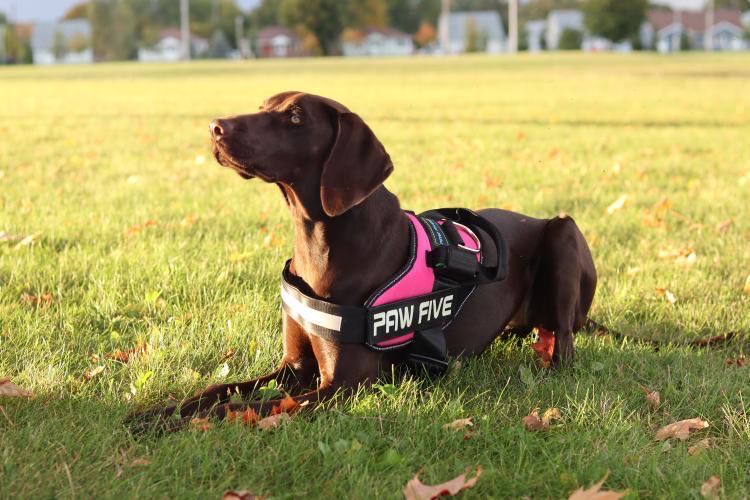 Dog Harness vs Dog Collar