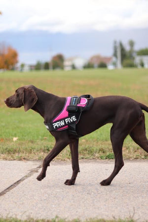 Does Your Dog Constantly Pull On The Leash? Get a No Pull Harness | Paw Five