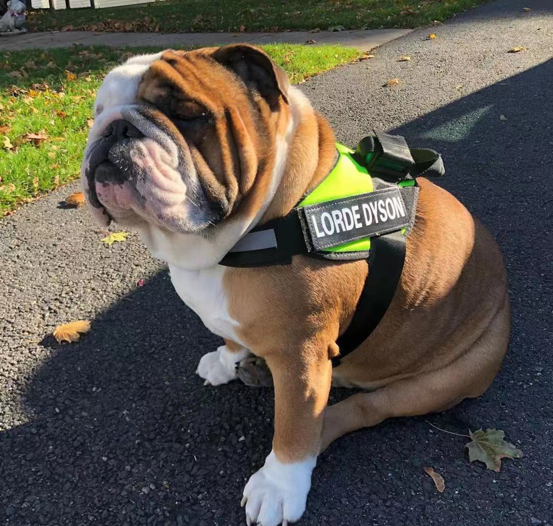 Easy Walk Harness - Paw Five No Pull Easy Walk Dog Harness