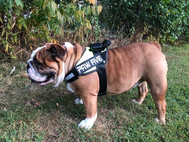 Harnesses: Dog Harness at Paw Five.com