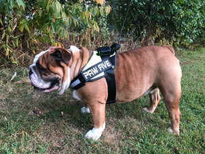 Harnesses: Dog Harness at Paw Five.com