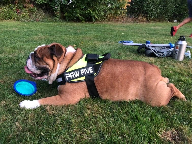 A Great Easy Walk Harness to Get Those Walks Back on Track