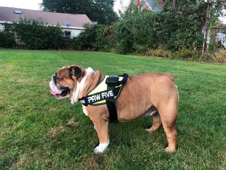 The Best Dog Harness with all the Features for 2021