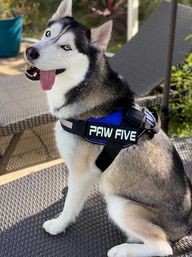 The Best Service Dog Harness and Vest for 2020/2021