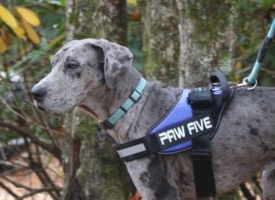 Paw Five CORE-1 Harness - Heavy Duty Dog Harness