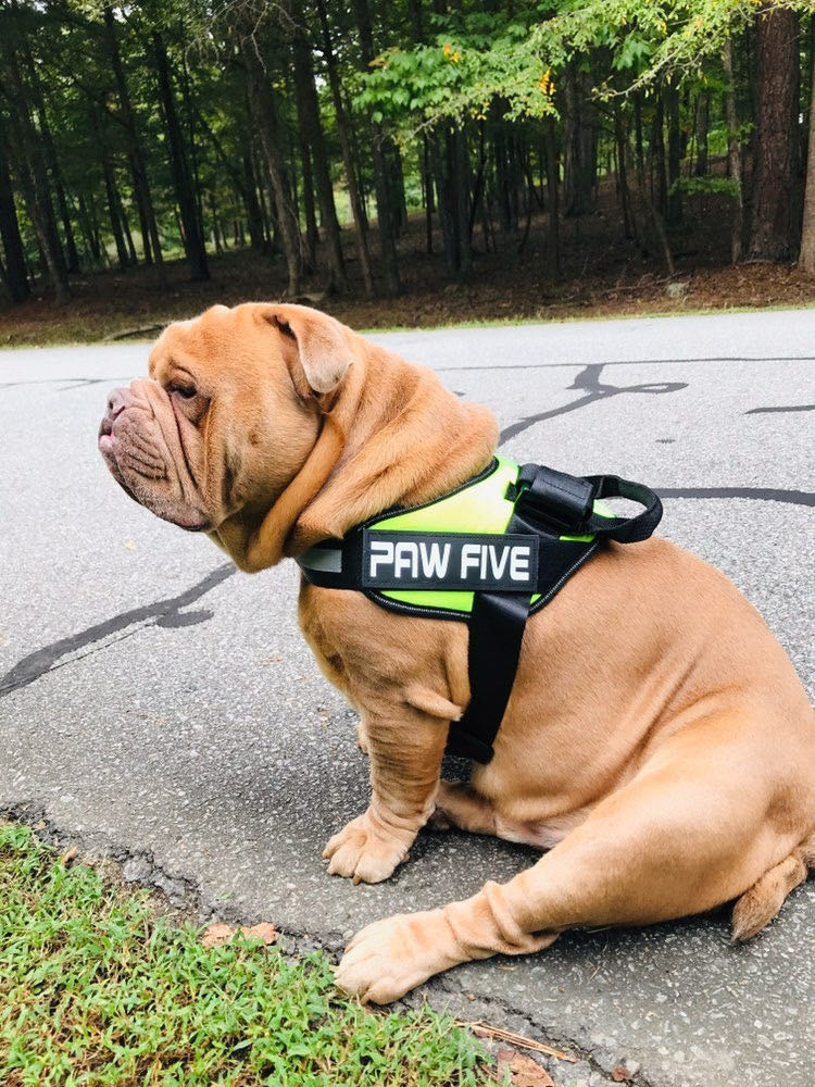 The Ultimate Dog Harness | Paw Five.com