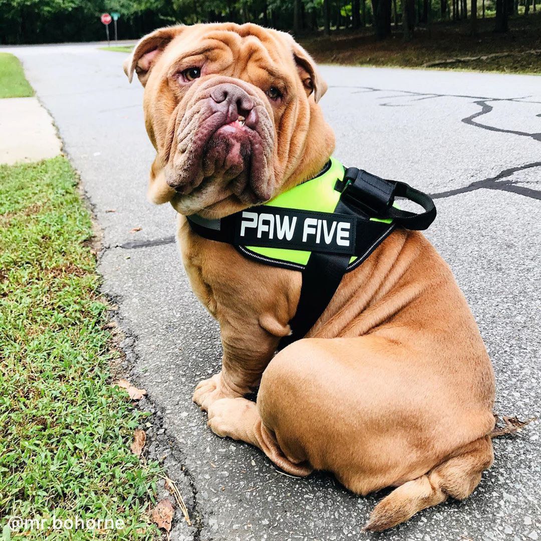 A Great No Pull Dog Harness to get those Walks Back on Track