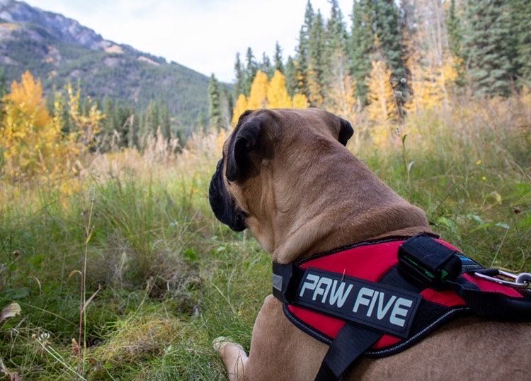The Best Big Dog Harness for Large Breed Dogs - Heavy Duty and Durable