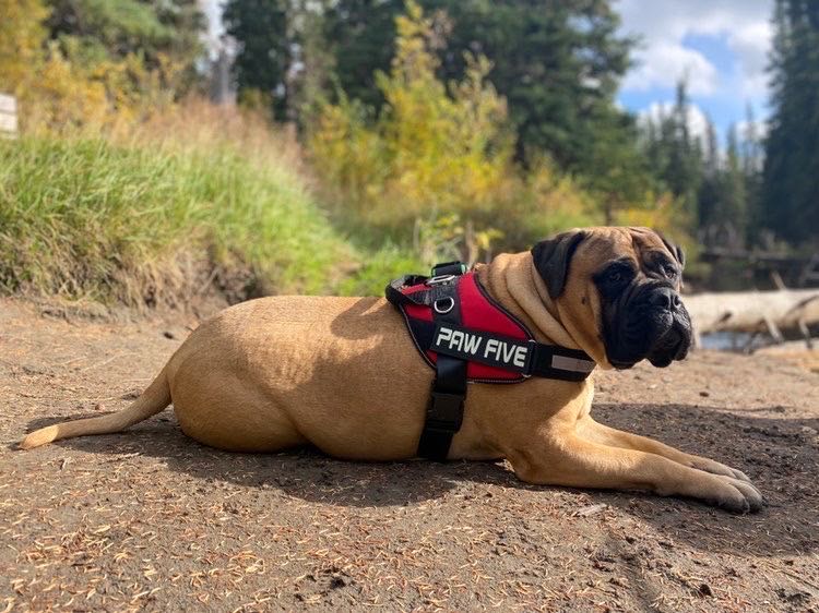 Heavy Duty Dog Harness | Rugged Dog Harness For The Outdoors - Paw Five