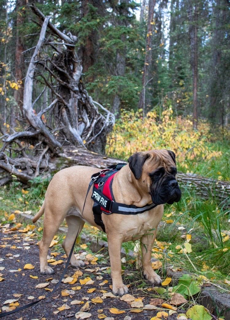 The Big Dog Harness for Large Breeds - Heavy Duty at Paw Five.com