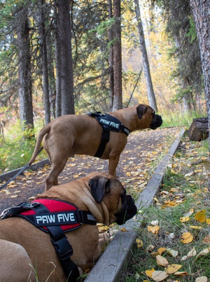 Heavy Duty Dog Harness- No Pull Easy Walk and Innovative Convenience