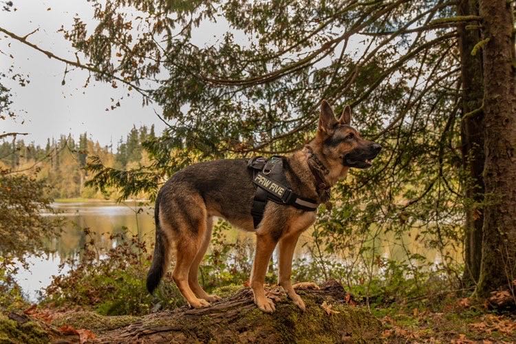 Easy Walk Harness- Paw Five CORE-1 Harness