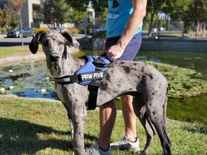 Get a Heavy Duty Dog Harness - Paw Five