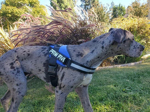 The Heavy Duty Dog Harness for Any Adventure