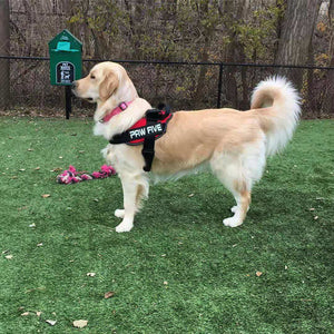 The Best and #1 Rated Service Dog Harness