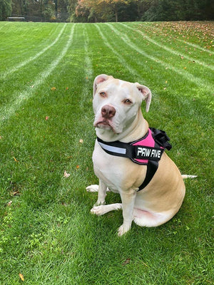 The Best Heavy Duty Dog Harness of 2021
