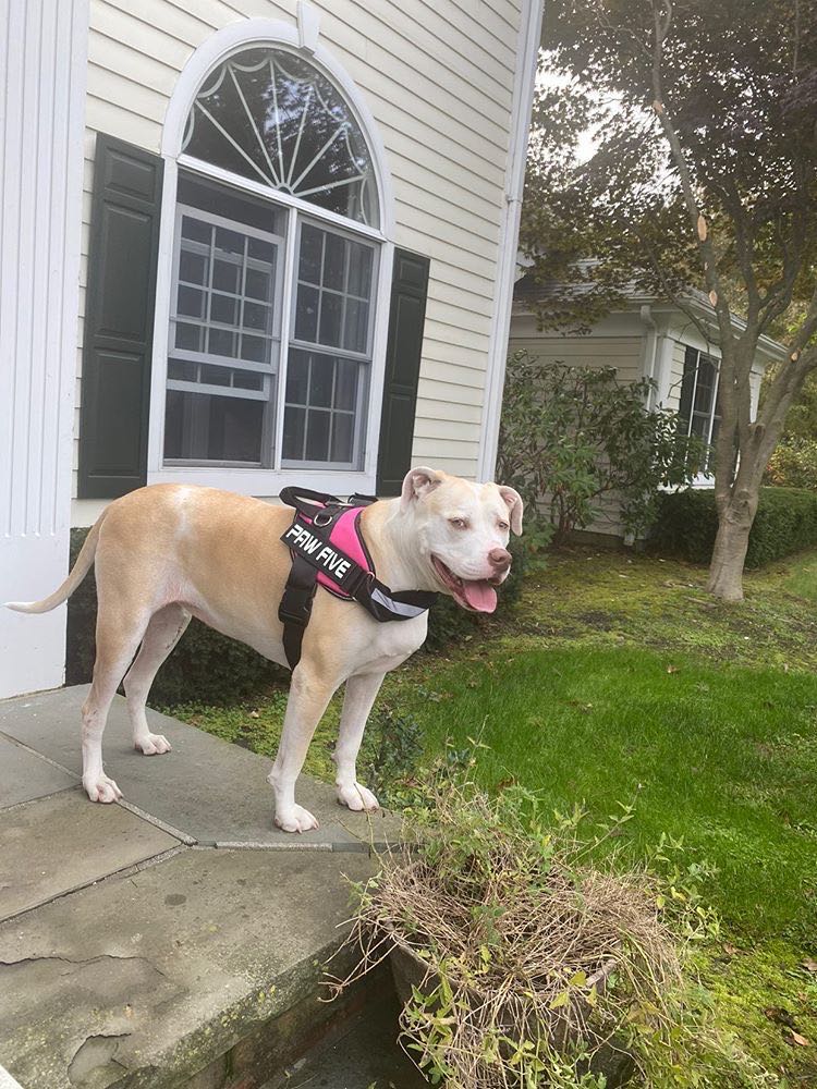 Heavy Duty Dog Harness from Paw Five - Durable, Easy to Use and Comfortable