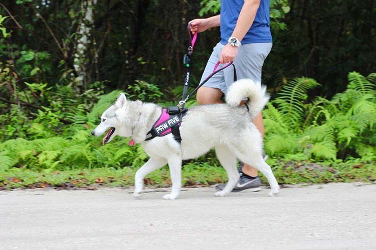 5 Types of Dog Leashes- Introducing The Best Dog Leash Available Today