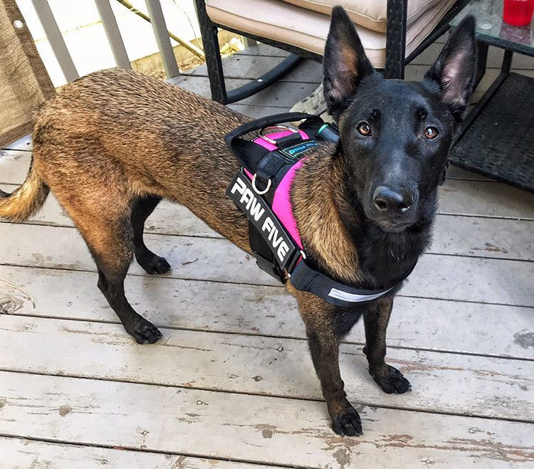 No Pull Dog Harness: What is it and Which Type You Should Use