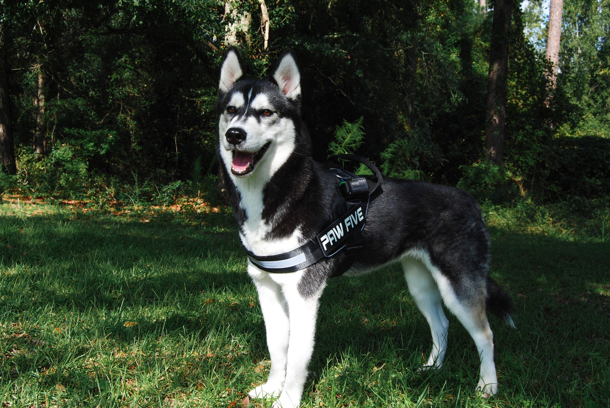 How To Choose The Best Dog Harness, According To The Experts