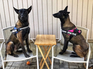The Heavy Duty Dog Harness That Dog Owners Are Talking About!