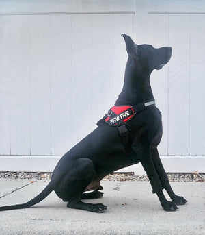 Dog Harness for Large Breeds - Big Dog Harness at Paw Five