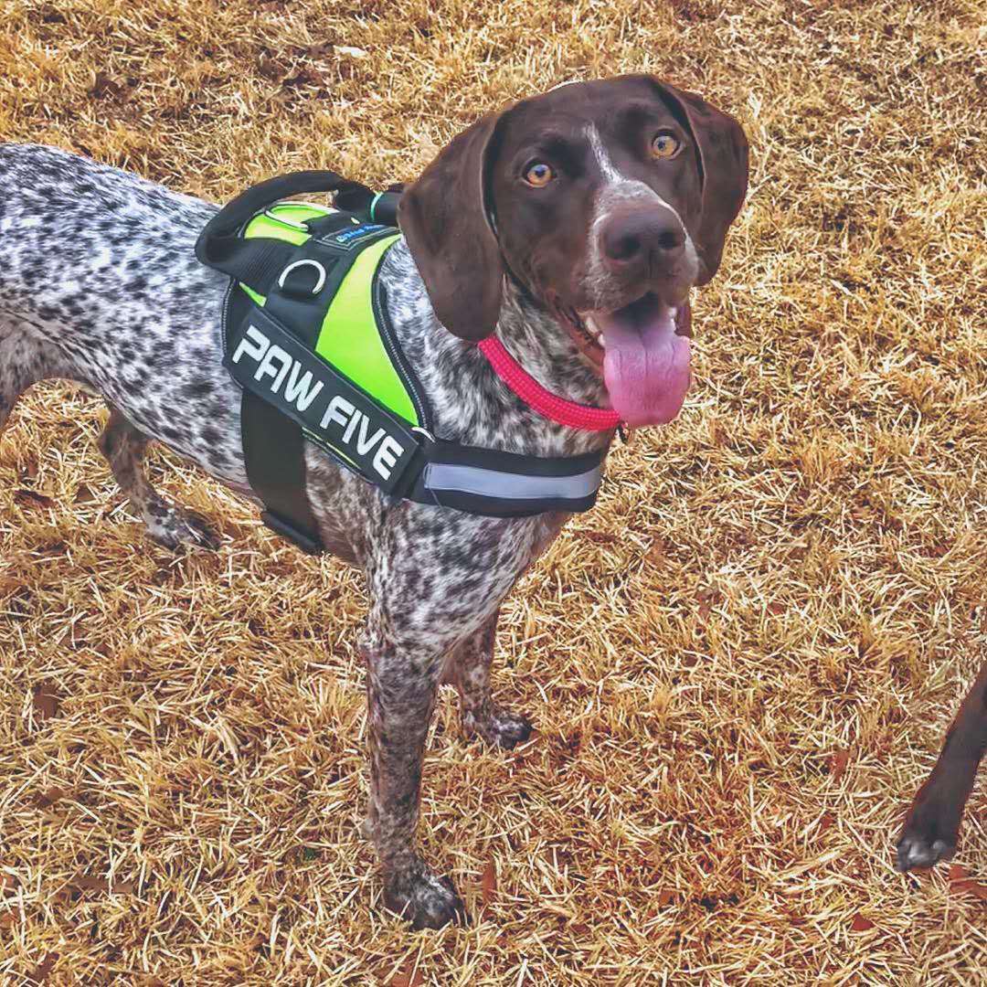 No Pull Harness - If Your Dog Pulls On The Leash, Get This!