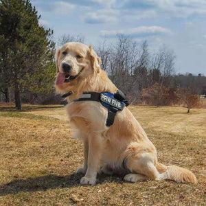 Halter Style Dog Harnesses: Best No Pull Dog Harness |  Paw Five™