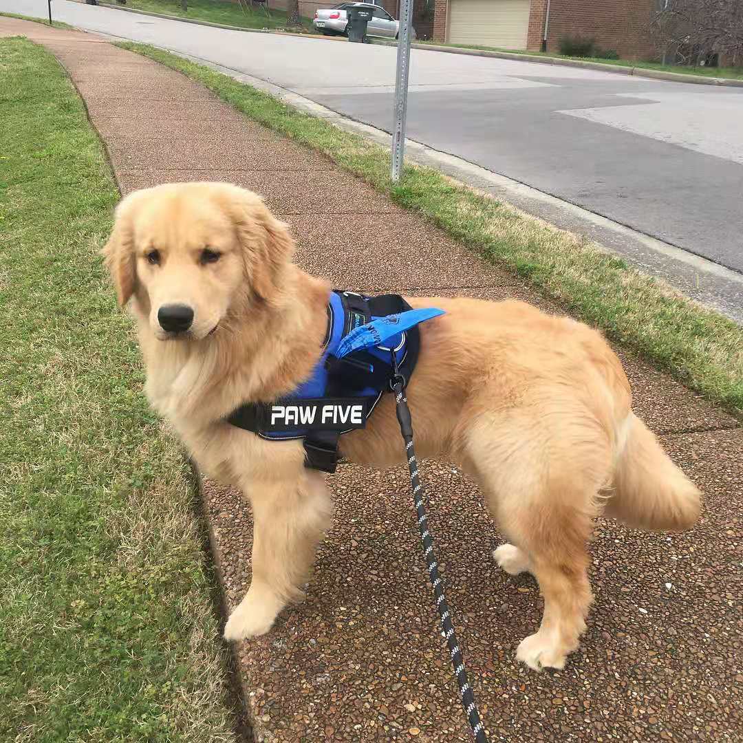The World's Best Dog Harness | Makes Walking a Pleasure - Paw Five