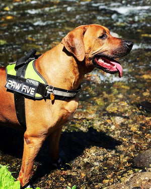 Paw Five CORE-1 No Pull Harness - Easy Walk Dog Harness