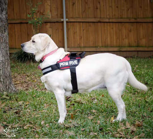 The Best Dog Harness is Finally Here! | Paw Five CORE-1 Harness