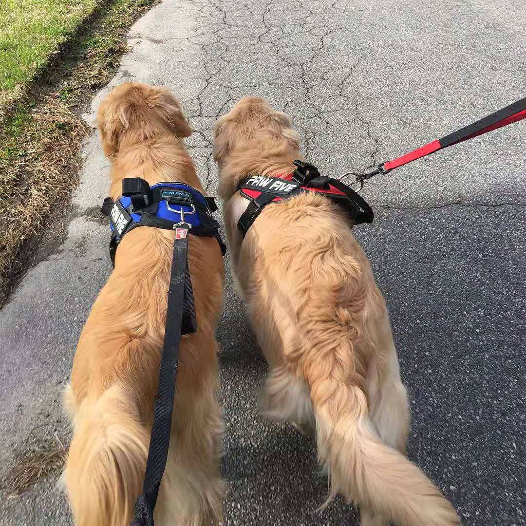 Easy Walk Harness - Gets Your Walks Back on Track! - Paw Five.com