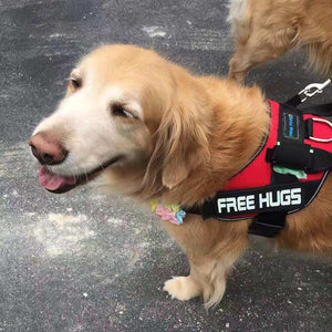 The Best Service Dog Harness of 2021 - Voted by Professional Dog Trainers
