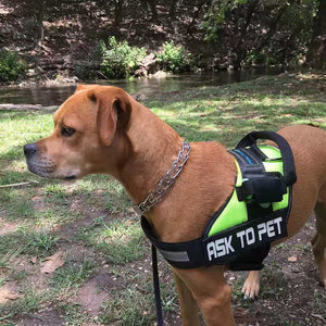 The Best Big Dog Harness Built for Large Breed Dogs
