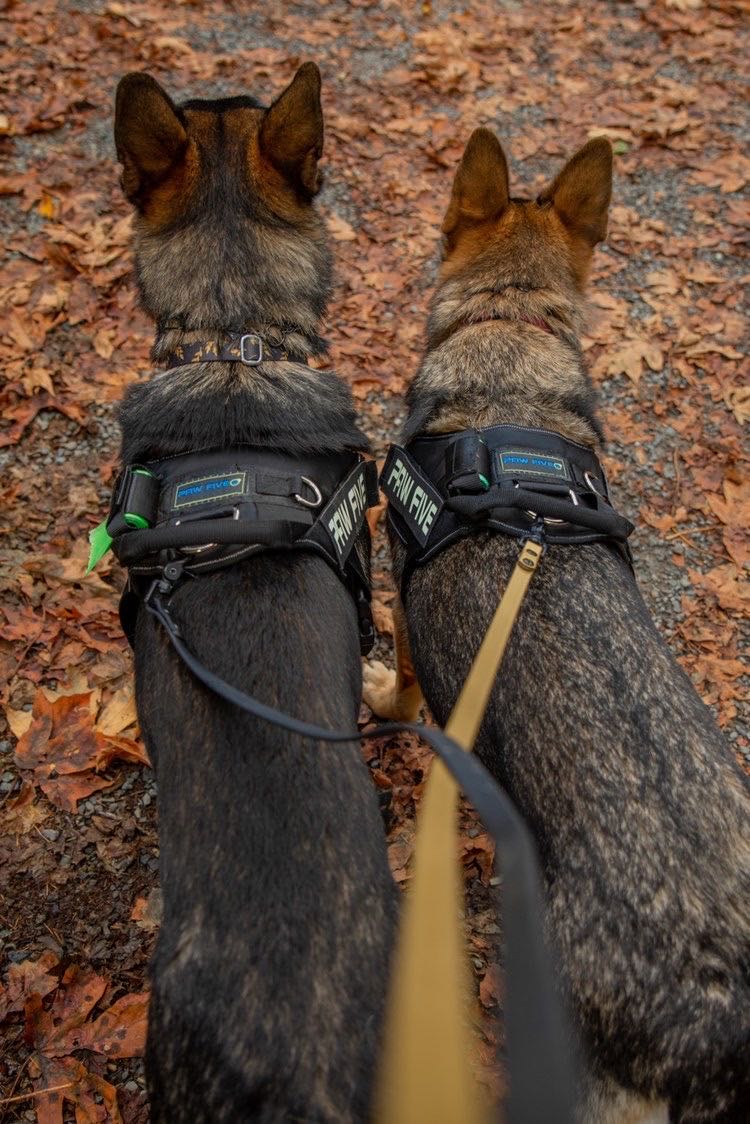 What makes the best dog harness?