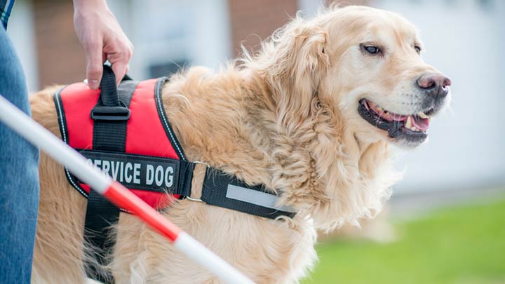 Selecting The Right Service Dog Harness- Support Service Dog Vest