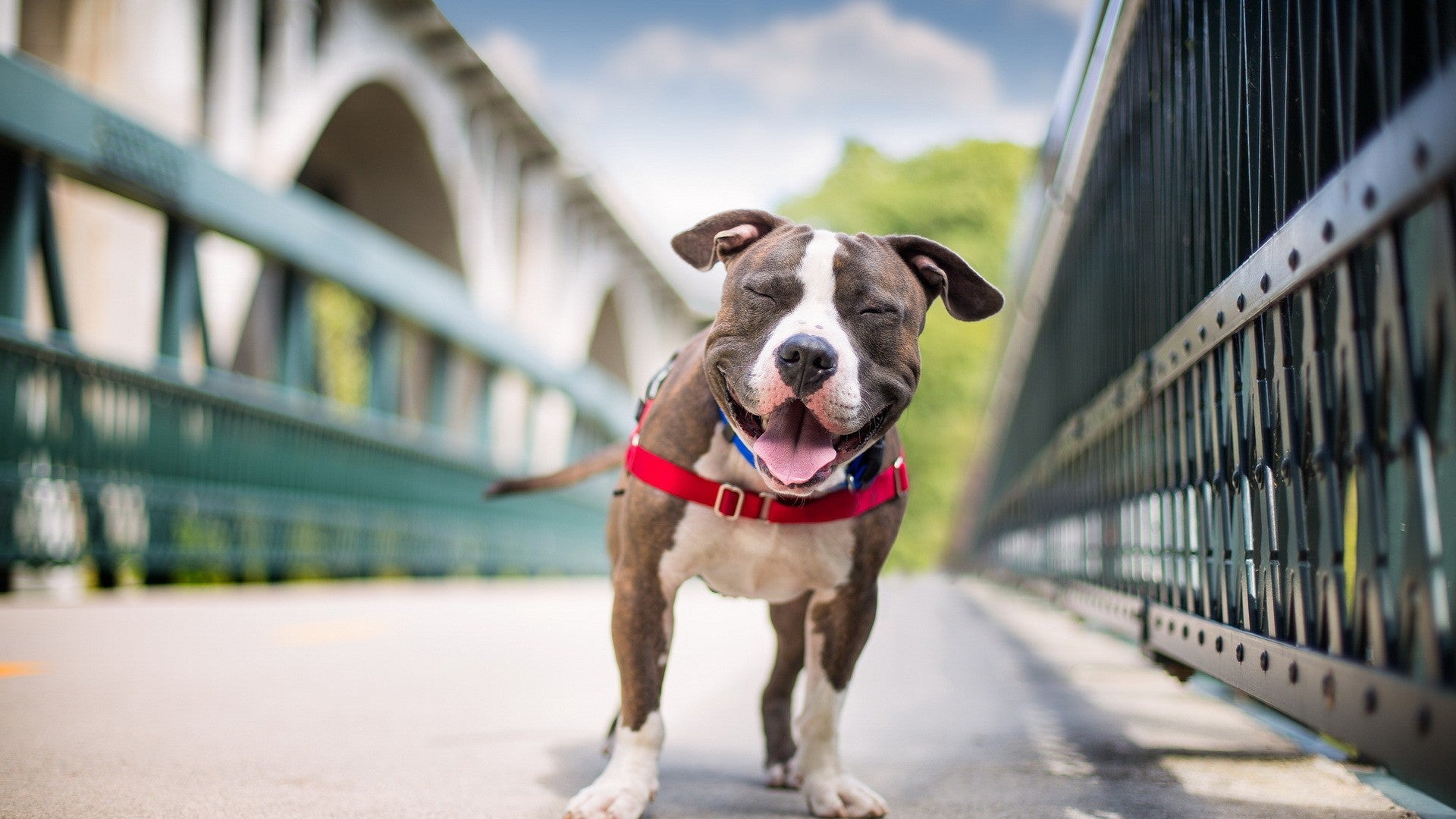 5 Life-Prolonging Health Tips for Your Pet